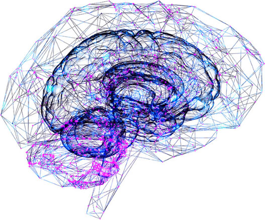 Brain image - digital Brain image - digital